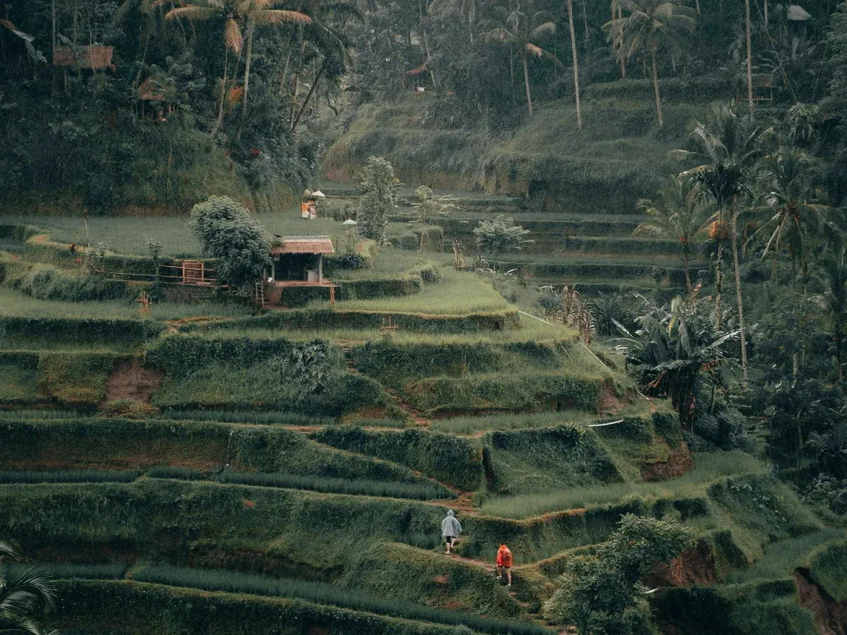 Terraced rice fields in the Balinese highlands