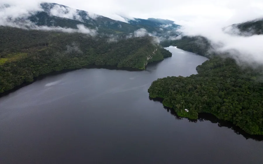 Dense Amazon rainforest canopy