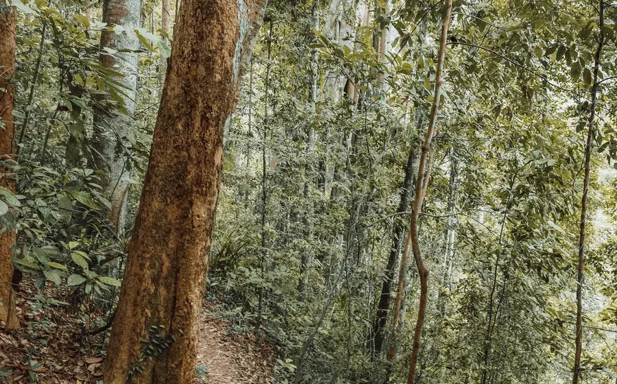 Misty rainforest trail suggesting unknown risk