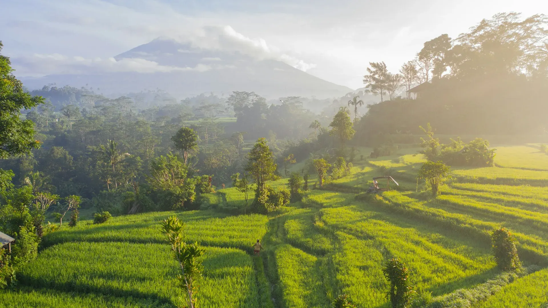 Misty jungle canopy over the Balinese highlands at dawn