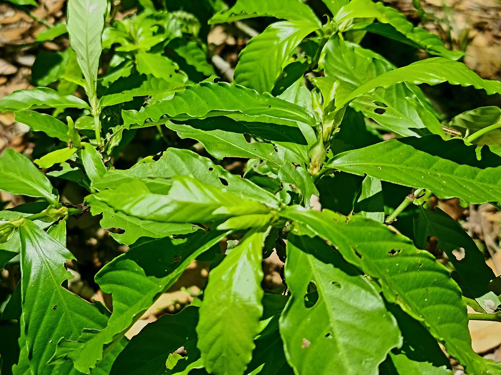 DMT in Indonesia: Why Ayahuasca Is Treated as a Class I Narcotic