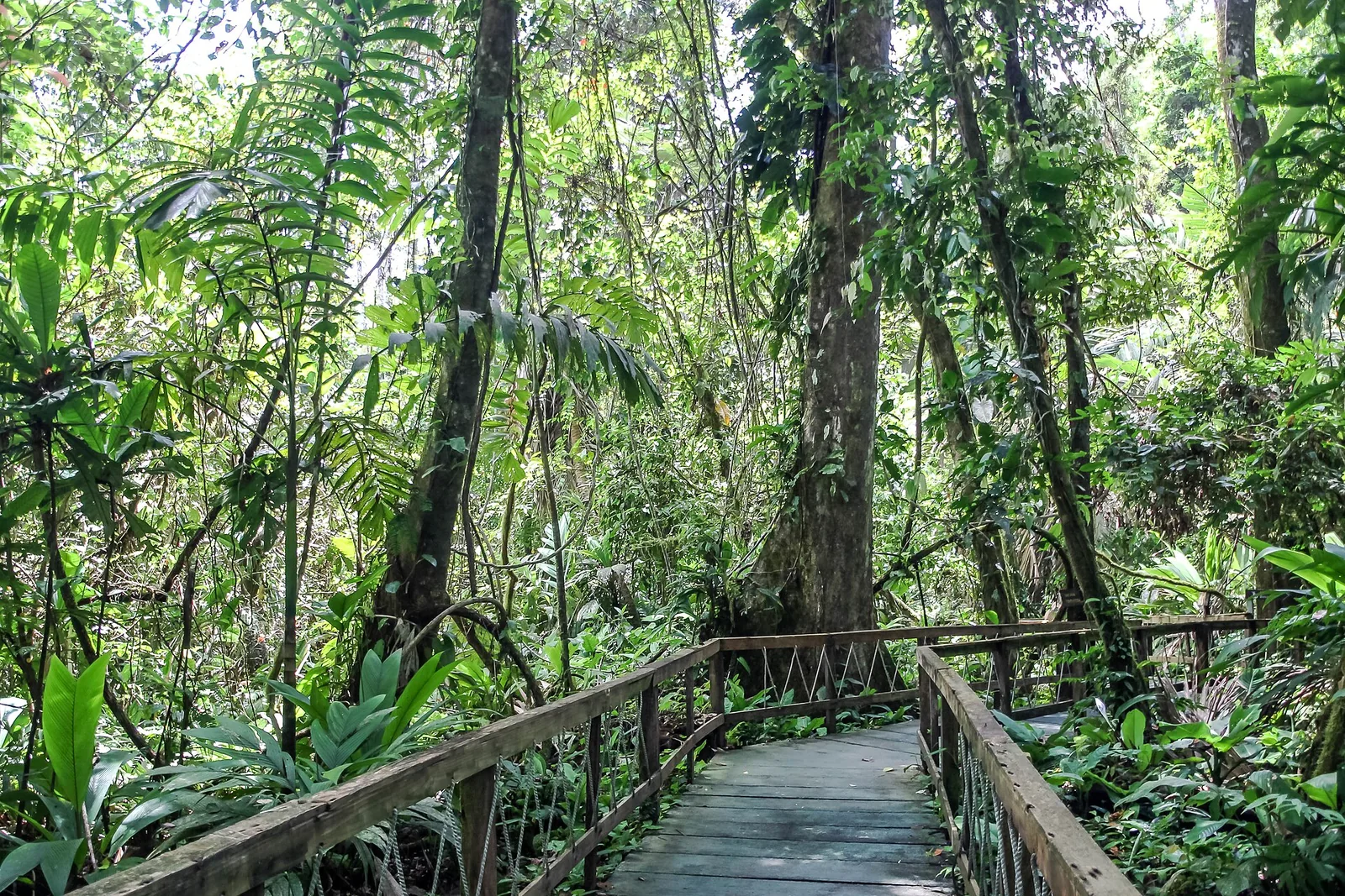 Ayahuasca Retreats in Costa Rica: Legality, Regulation and Safety Questions