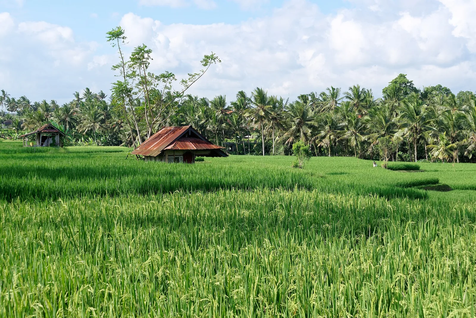 Eco-Friendly Ayahuasca Retreats: Sustainable Practices in Bali